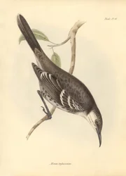 Ornithology: The Mimus trifasciatus of the mockers family described by Charles Darwin during his exploration journey aboard the Beagle. Plate from The Zoology of the voyage of H.M.S. Beagle under the command of Captain Fitzroy during the years 1832 to 1836