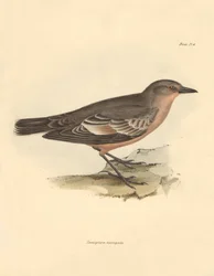 Ornithology: The Taenioptera variegata described by Charles Darwin during his exploration journey aboard the Beagle. Plate from The Zoology of the voyage of H.M.S. Beagle under the command of Captain Fitzroy during the years 1832 to 1836