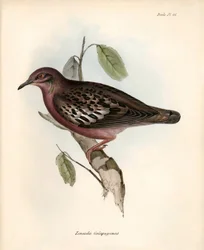 Ornithology: 