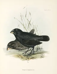 Pair of Large Ground Finches, Galapagos Islands, c 1832-1836