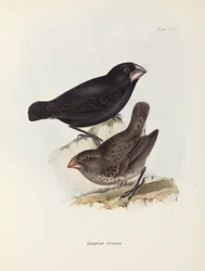 Pair of finches, Galapagos Islands, c 1832-1836