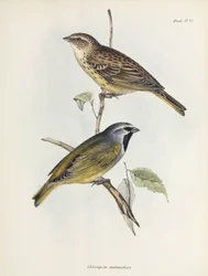 Pair of sparrows or finches, c 1832-1836