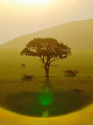 Paradise after the Rain, Chyulu Hills
