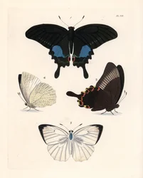 Paris peacock butterfly, Papilio paris 1,2, and mottled emigrant, Catopsilia pyranthe? 3,4. Hand-coloured lithograph from John O. Westwood