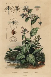 Peach aphid, Myzus persicae, rose aphid, Macrosiphum rosae, Virginia bluebells, Mertensia pulmonarioides, and bedbug, Cimex lectularius