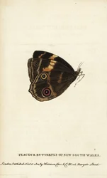Peacock butterfly of New South Wales