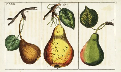 Pear varieties, Pyrus communis