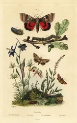 Pease Blossom, Cotton Bollworm, Yellow Underwing, and Large Yellow Underwing, Larva and Pupa