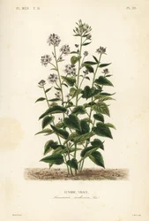 Perennial honesty