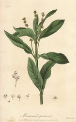 Perennial mercuriale or perennial or dog cabbage (Mercurialis perennis) - Strong water by William Clarke to illustrate Medical Botanical, Description of the Medicinal Plants of London, Edinburgh and Dublin by John Stephenson and James Morss Churchill