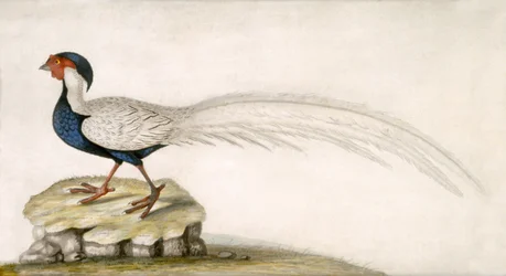 Pheasant