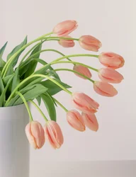 Pink Tulips