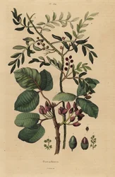 Pistachio Nut Tree
