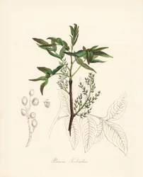Pistachio terebinth - Terebinth tree or chian turpentine tree, Pistacia terebinthus