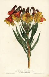 Plantain-leaved alstroemeria, Alstroemeria plantaginea. Handcoloured lithograph from Louis van Houtte and Charles Lemaire