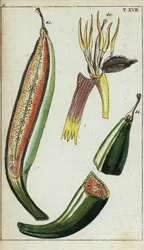 Plantains, Musa x paradisiaca