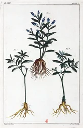 Medicinal Plants, China