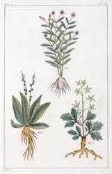 Medicinal Plants, China