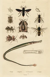 Potter wasp, pipefish, golden egg bug and hoverfly (engraving)