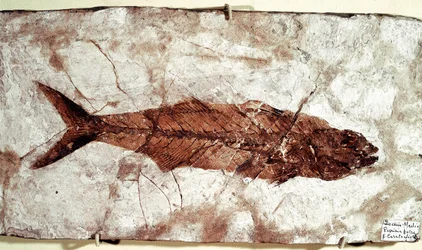 Prehistory: Sgomber Speciosus Fish Fossil from the Site of Mount Bolca