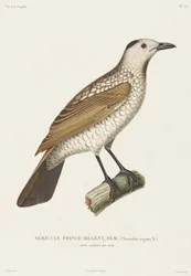 Prince Regent Sericulus, New South Wales, Australia