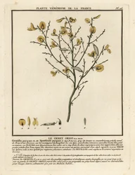 Purging Broom, Cytisus purgans
