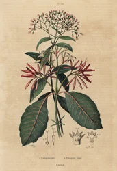 Quinine, Cinchona officinalis and Ladenbergia oblongifolia