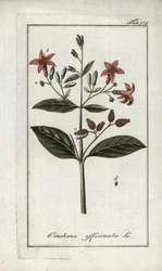 Quinquina (Cinchona officinalis). Lithograph from “Afbeelding der Artseny-Gewassen” by Johannes Zorn (1739-1799), Netherlands