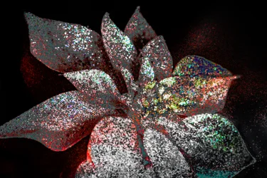 Rainbow Poinsettia for My Darling, 2017