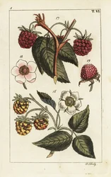 Raspberry varieties