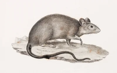 Rat from Alexandria