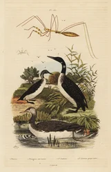 Red-throated loon, common loon, black-throated loon, and thread-legged bug