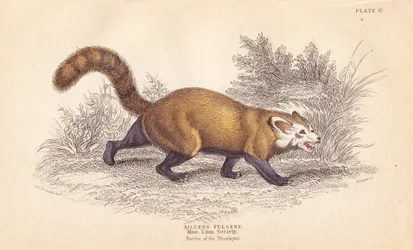 Red panda, Ailurus fulgens. Vulnerable. From a specimen in the Museum of the Linnean Society. Handcoloured steel engraving from William Jardine