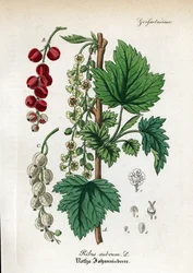 Redcurrant