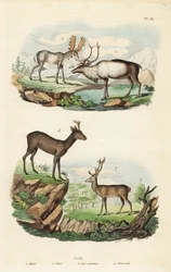 Reindeer, moose, red deer, and European roe deer