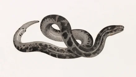 Reptiles: A Snake from Thebaide