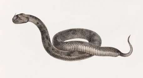 Reptiles: A Viper