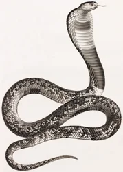 Reptiles: An Asp