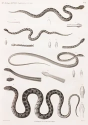 Reptiles: Vipers and Snakes