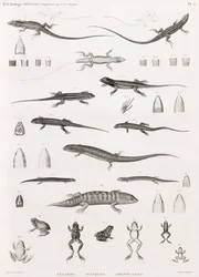 Reptiles: Series of Illustrations of Lizards, Skinks, and Frogs