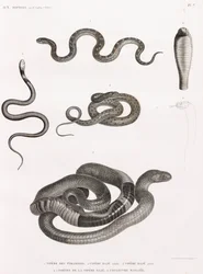 Reptiles: Series of Illustrations of Snakes
