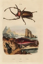 Rhinoceros scarab beetle, Golofa porteri, Cretan scar-fish, Scarus creticus, and Scarites buparius beetle