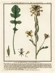 Rocket or Arugula, Eruca Vesicaria
