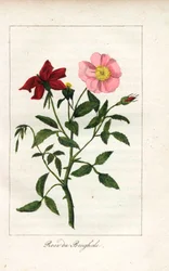 Rose of Bengal, Rosa Indica. Handcoloured Copperplate Engraving of an Illustration by Miss Prudhomme from Hommage Rendu a la Rose, Paris, Circa 1815