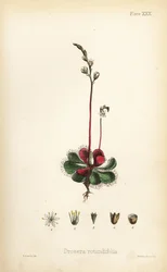 Round-leaved sundew, Drosera rotundifolia. Handcoloured lithograph by Henry Sowerby from Edward Hamilton