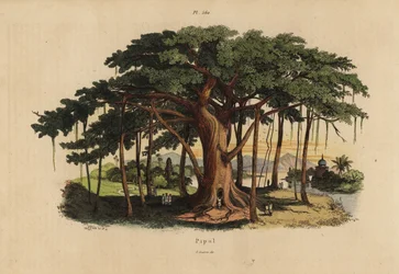 Sacred fig tree, Ficus religiosa