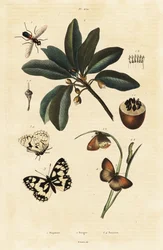 Sapodilla and Moths