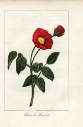 Scarlet Provence Pink, Rosa Gallica. Handcoloured Copperplate Engraving of an Illustration by Miss Prudhomme from Hommage Rendu a la Rose, Paris, Circa 1815