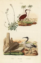 Scarlet ibis, African sacred ibis, and candytuft