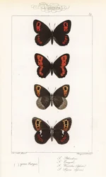Scotch argus, Erebia aethiops, large ringlet, Erebia euryale, autumn ringlet, Erebia neoridas (ventral), and Arran brown, Erebia ligea (ventral). Hand-coloured steel engraving by the Pauquet brothers after an illustration by Alexis Nicolas Noel from